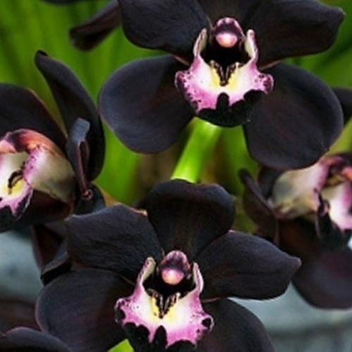 Black Orchid / 블랙오키드_[스페인]