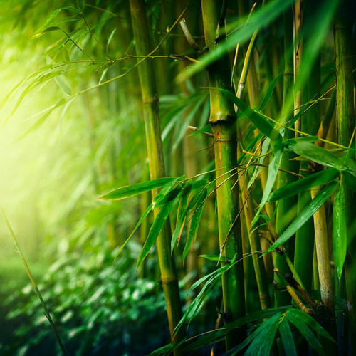 대나무 / Bamboo  