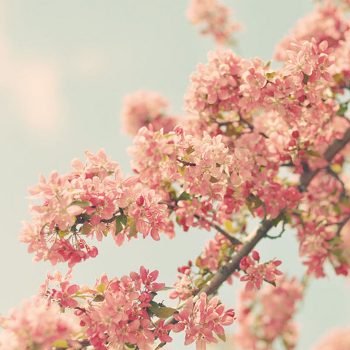 체리블라썸 SWS / Cherry Blossom  