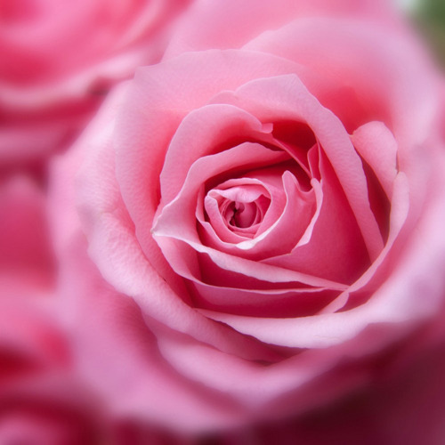 스파클로즈 / Sparkle rose  
