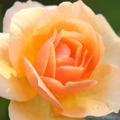 로즈&amp;허니 블로썸 / Rose honey  Blossom   