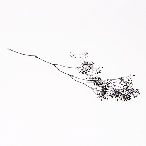일본안개꽃/프리저브드 안개꽃_블랙 블랙펄