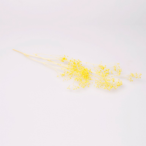 일본안개꽃/프리저브드 안개꽃_옐로우