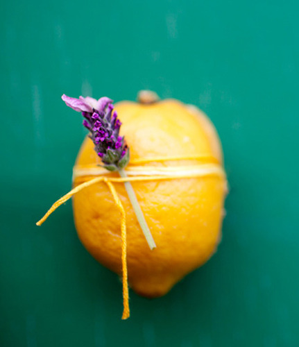 레몬 라벤더KR / Lemon Lavender 