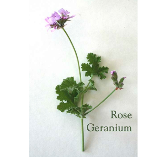 로즈제라늄 Rose Geranium essential oil