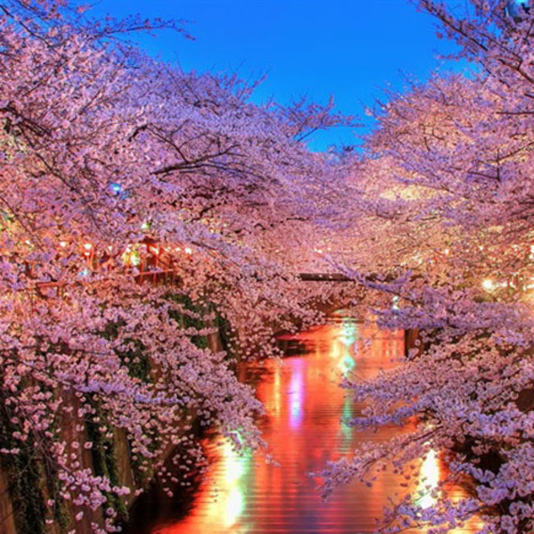 체리블러썸 Cherry Blossom 